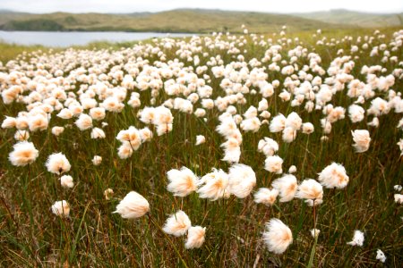 Alaska cottongrass on Kiska