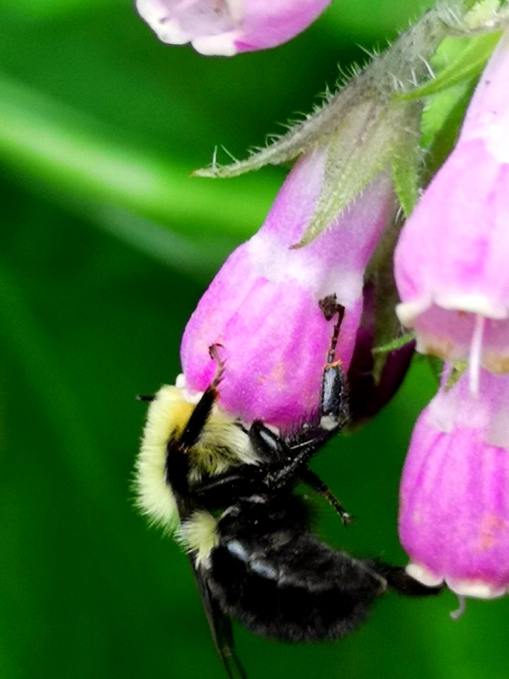 Comfrey (Symphytum sp.) with bumblebee (Bombus sp.)