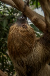 Sloth at the Budapest zoo photo