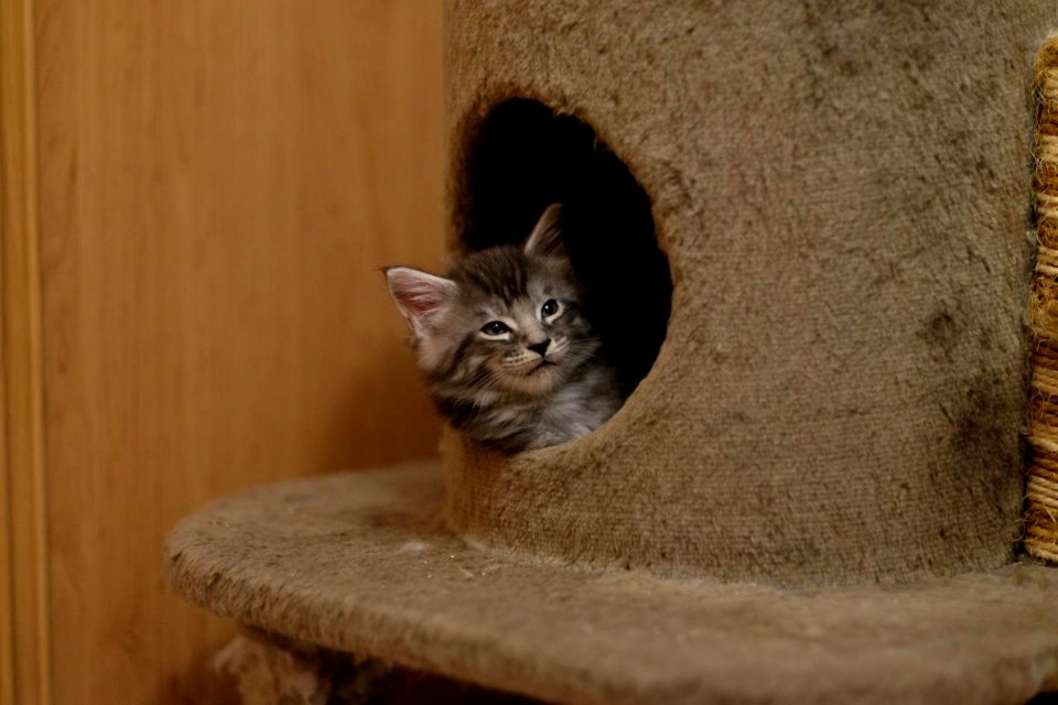 Chatons GALIT 13.12.2015 - Février 2016