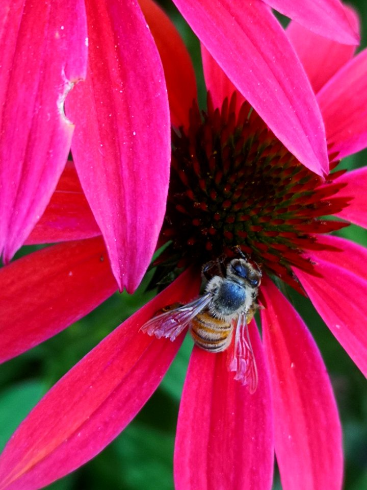 Honeybee (Apis mellifera) visiting coneflower (Echinacea 'Cheyenne Spirit')