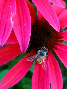 Honeybee (Apis mellifera) visiting coneflower (Echinacea 'Cheyenne Spirit')