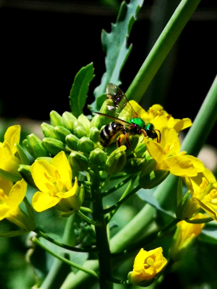 Sweat bee on Siberian kale (Brassica napus) flowers