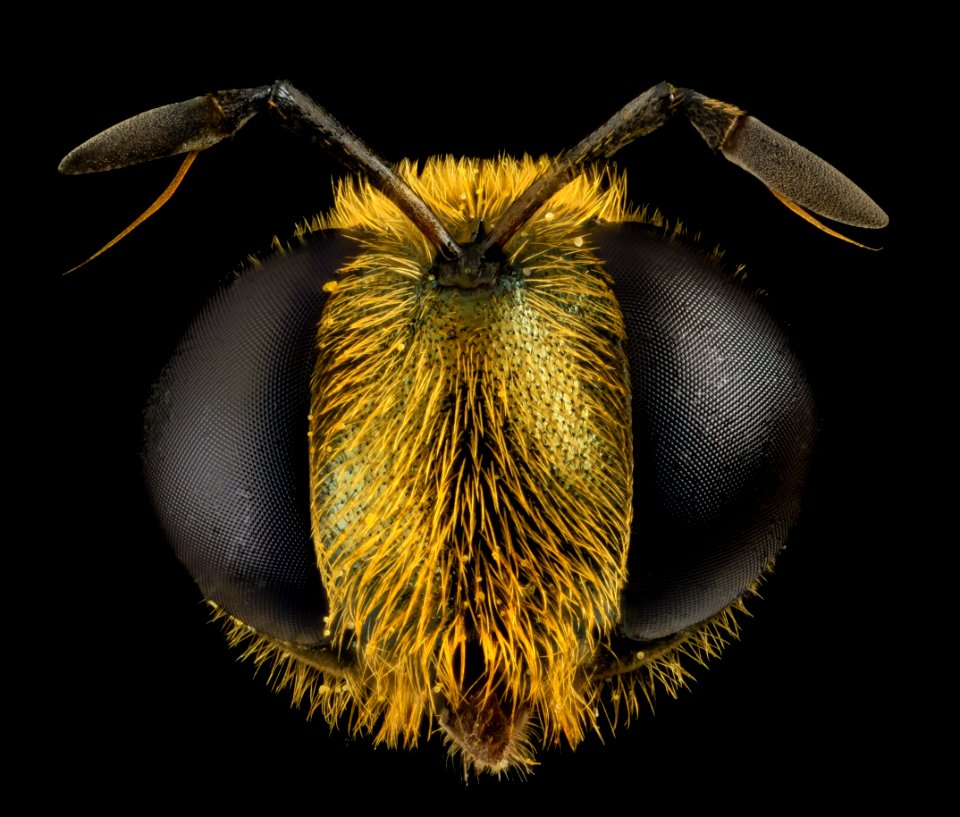 Fly Golden Baby, head, MD, Prince Georges County 2014-05-23-17.05.01 ZS PMax