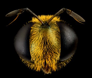 Fly Golden Baby, head, MD, Prince Georges County 2014-05-23-17.05.01 ZS PMax