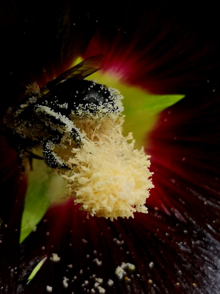 Bumblebee covered with pollen visiting black hollyhock Alcea nigra
