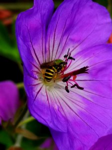 Sweat bee visiting cranesbill Geranium Azure Rush