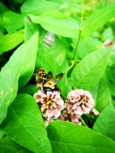 Carpenter bee Xylocopa virginica visiting hopniss Apios americana flowers