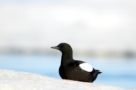 Black guillemot sitting