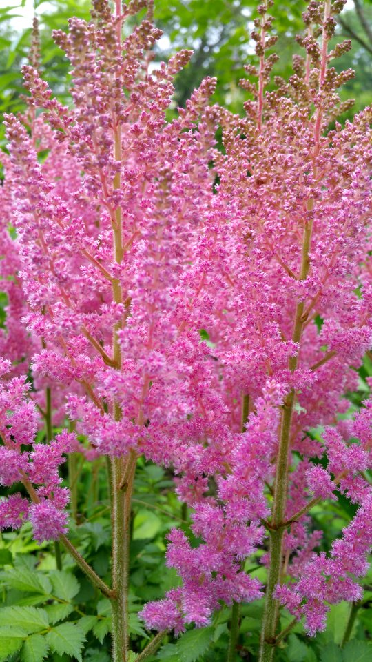 Astilbe