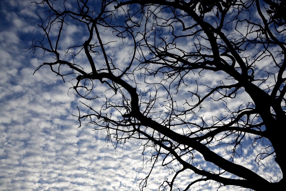 Twigs nature blue photo