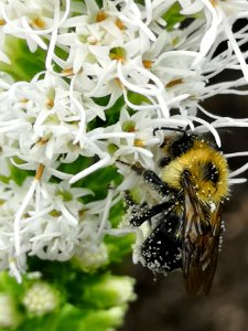 Bumblebee with pollen visiting gayfeather (Liatris spicata 'Floristan White')