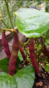 Phaseolus vulgaris Red Swan