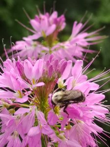 Bee visiting cleome photo