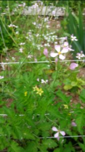 Reseeded radishes and tomatoes from last year