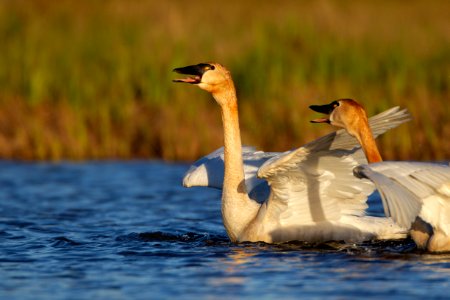 Tundra swans calling photo