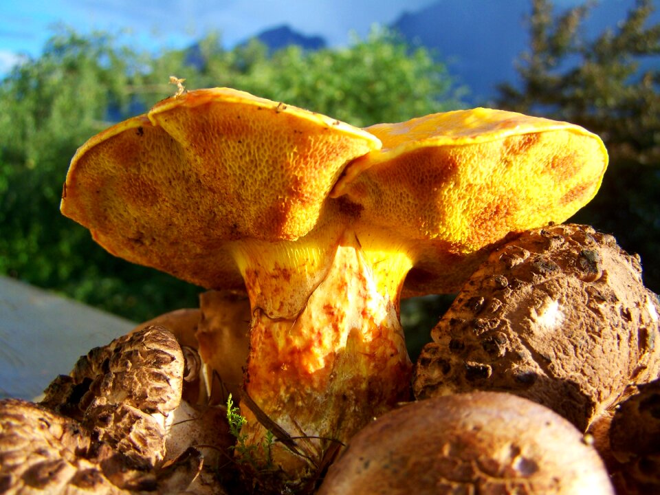 Fungi yellow-brown mixed