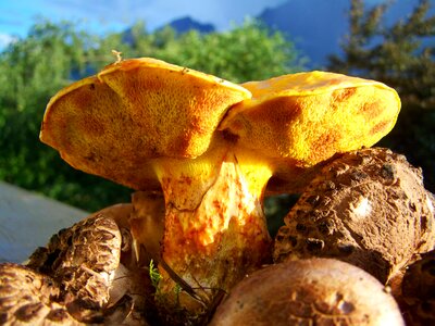 Fungi yellow-brown mixed