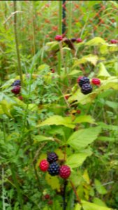 Black raspberries. They taste really good. photo