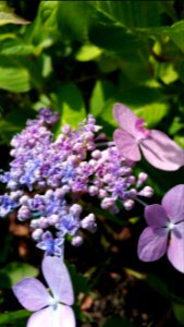 Hydrangea 'Shugert' photo