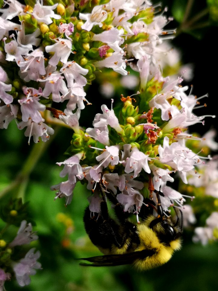 Bumblebee (Bombus sp.) visiting oregano (Origanum vulgare) flowers