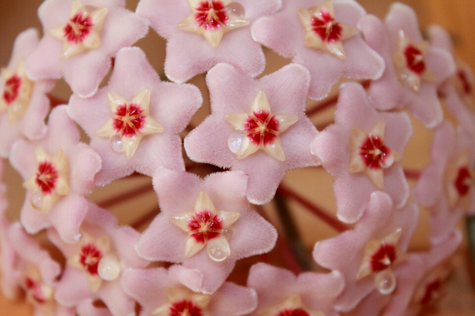 Hoya wax plant creeper