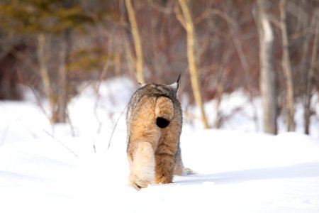 Lynx Project At Yukon Flats National Wildlife Refuge