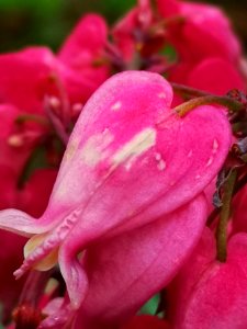 US native fringed bleeding heart (Dicentra eximia 'Luxuriant') blooms for way longer than Asian bleeding heart (Lamprocapnos spectabilis, syn. Dicentra spectabilis)