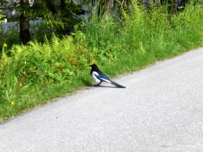 Common Magpie - Pica pica photo