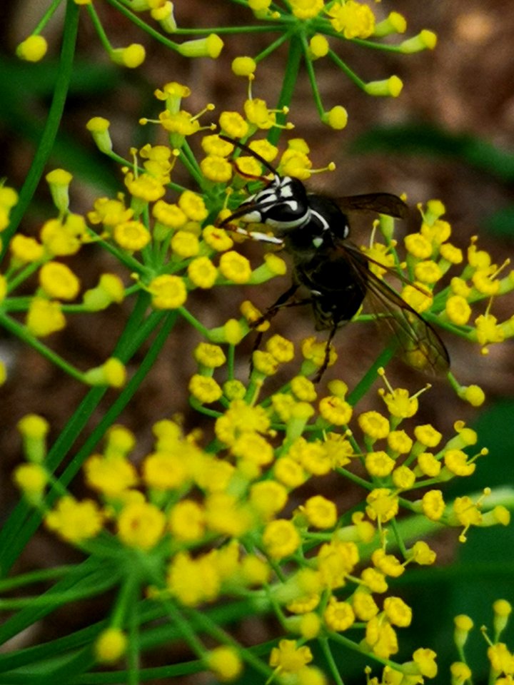 Bald-faced hornet (Dolichovespula maculata) visiting fennel (Foeniculum vulgare) flowers