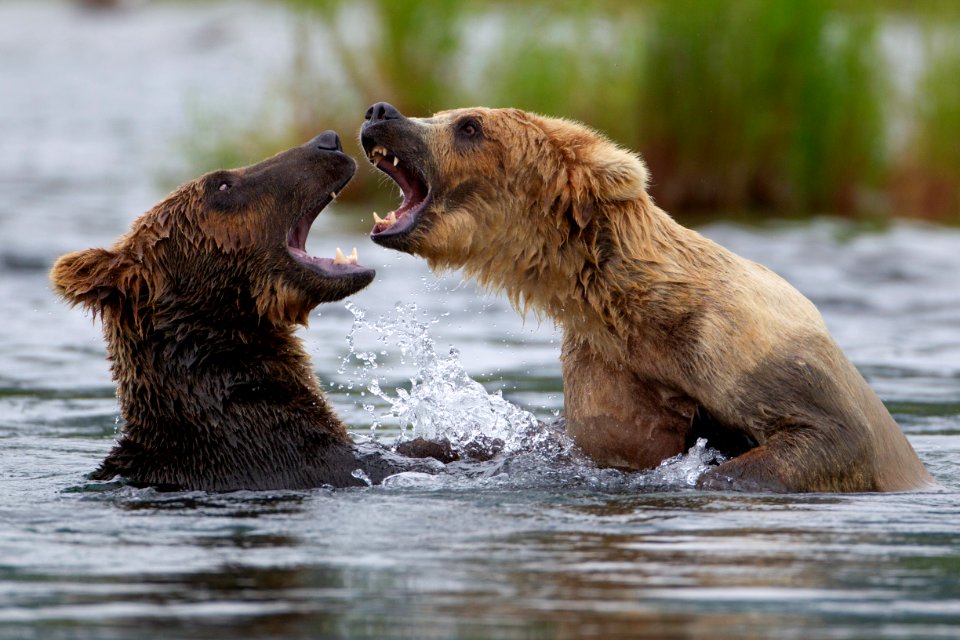 Two bears fighting, from side