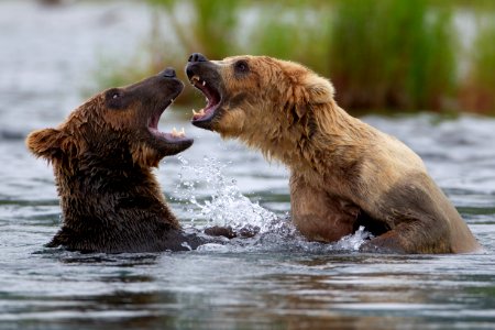 Two bears fighting, from side