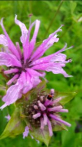 Rose scented bee balm