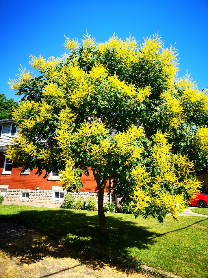 Goldenrain tree (Koelreuteria paniculata)