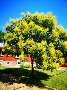Goldenrain tree (Koelreuteria paniculata)