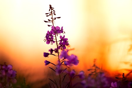 Kenai Fireweed in August photo