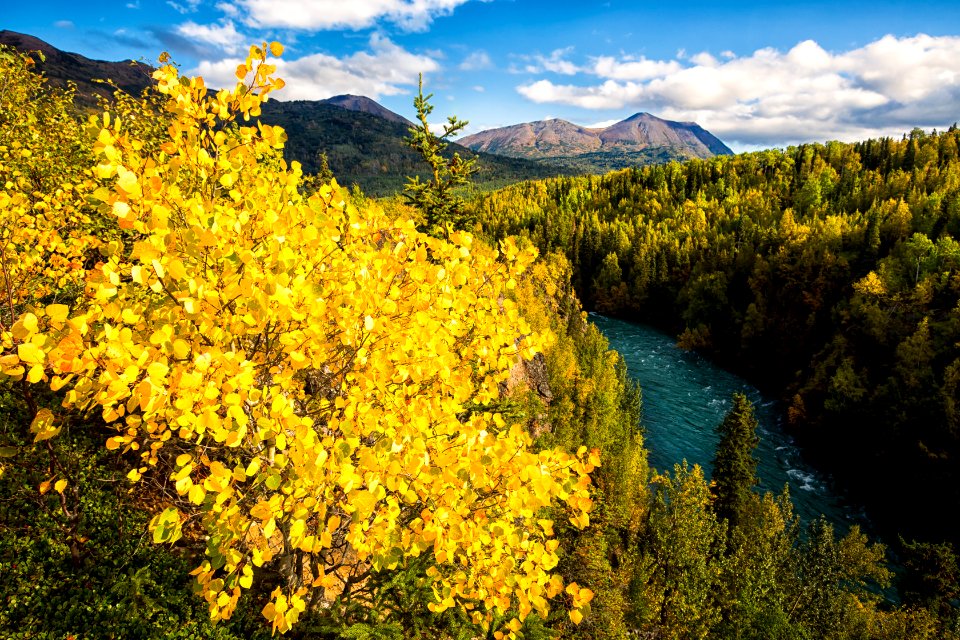 Fall foliage above Kenai River