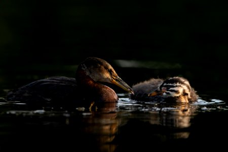 Red-necked grebe parent and chick