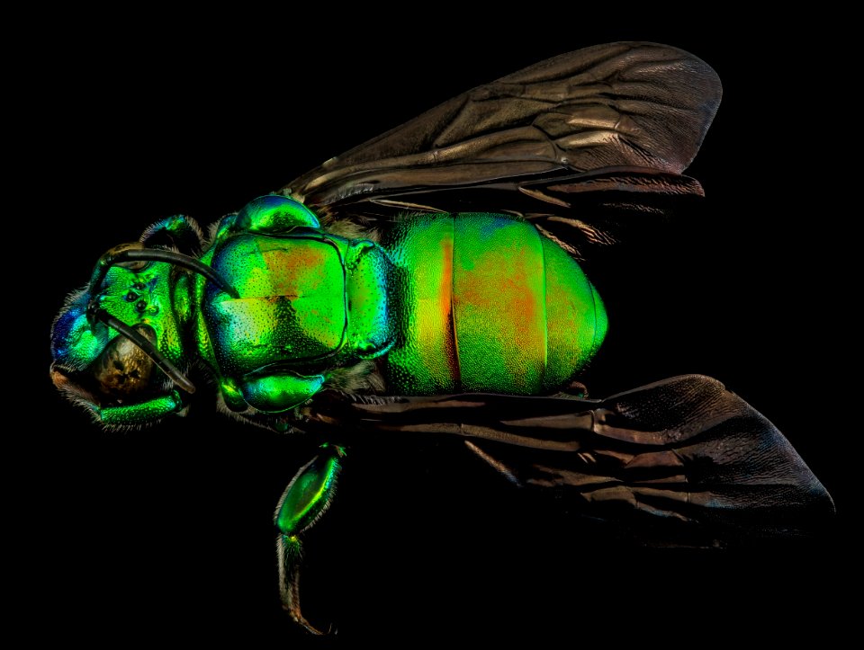 exaerete frontalis, back, guyana 2014-06-18-17.19.27 ZS PMax photo