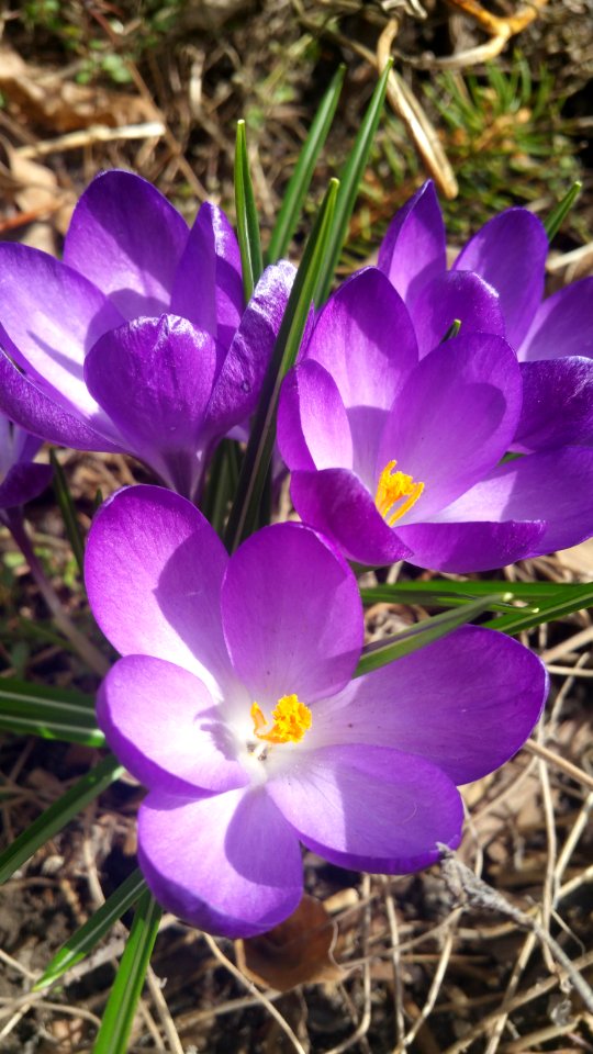 Crocus