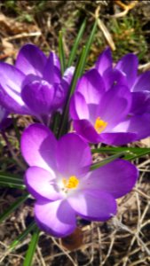 Crocus