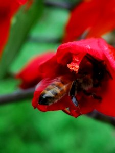 Honeybee visiting montbretia (Crocosmia 'Lucifer')
