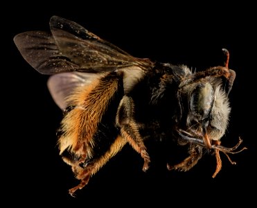 Florilegus condignus loop, F, side, Charles Co., Maryland 2014-01-13-15.26.32 ZS PMax