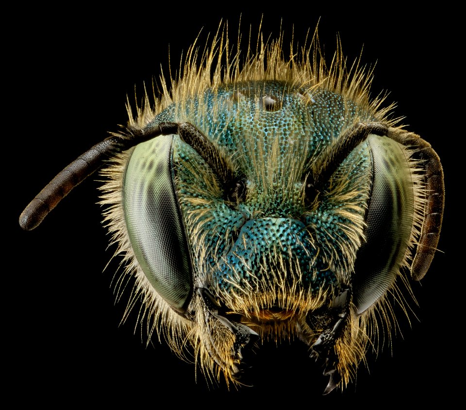 Osmia atriventris, f, head, MD, Beltsville 2014-04-14-16.54.12 ZS PMax