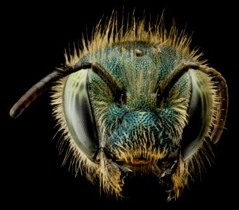 Osmia atriventris, f, head, MD, Beltsville 2014-04-14-16.54.12 ZS PMax