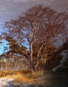 Trees mood winter