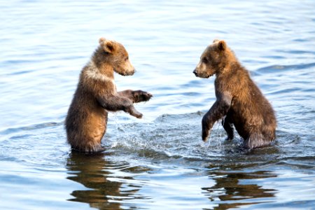 Kodiak bear