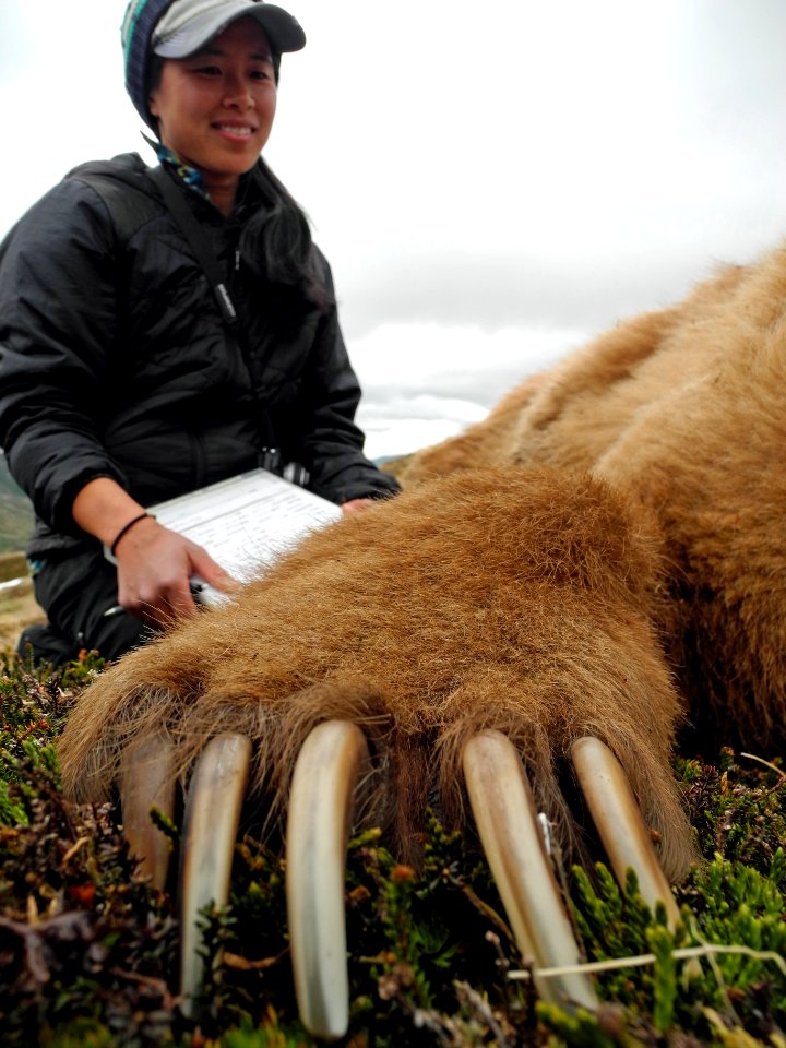 Tracking bears in 2014