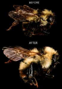 Before After Bee Washing