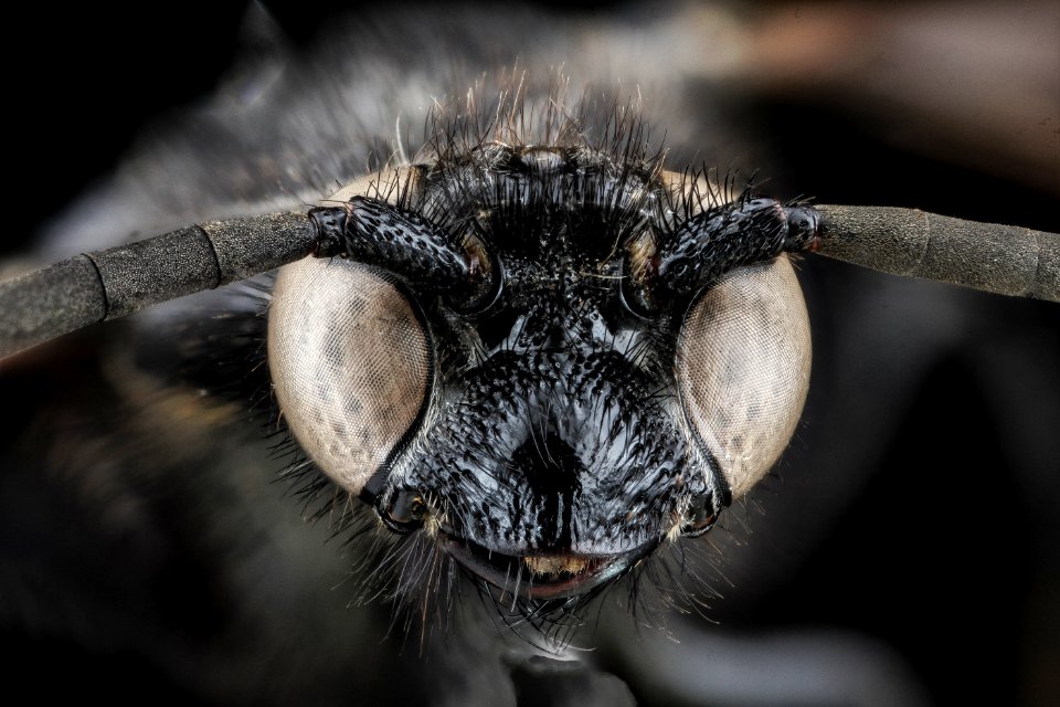 Scolia bicincta, M, face, Massachusetts, Barnstable County 2013-03-21-16.58.54 ZS PMax